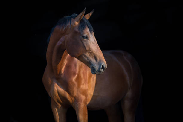 istock Horse portrait isolated 1034305620