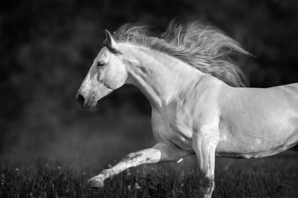 istock Horse portrait free run 1034305648