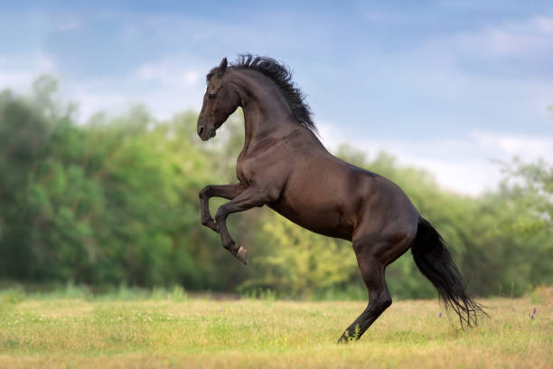 Black stallion rearing up Horse rearing up on green spring meadow horse family photos stock pictures, royalty-free photos & images