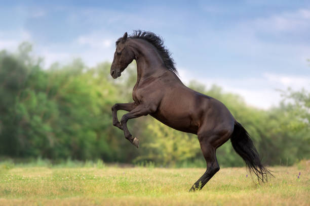 black stallion rearing up - horse family imagens e fotografias de stock