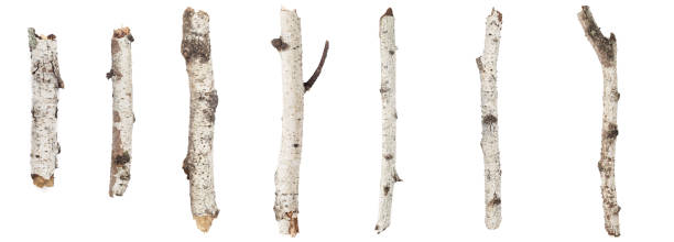 istock Birch trunks set macro dry of a different form and length are isolated on a white background 1034308058
