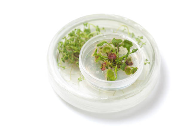 istock Sundew cultivated in vitro in petri dish 1034310356