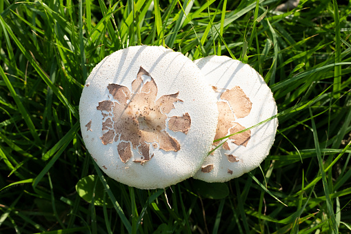 Couple of poisonous white mushroom in the grass.
