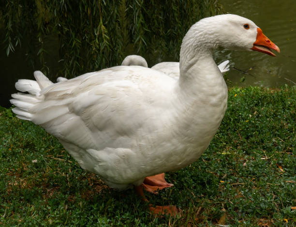 istock geese near the lake 1034315006