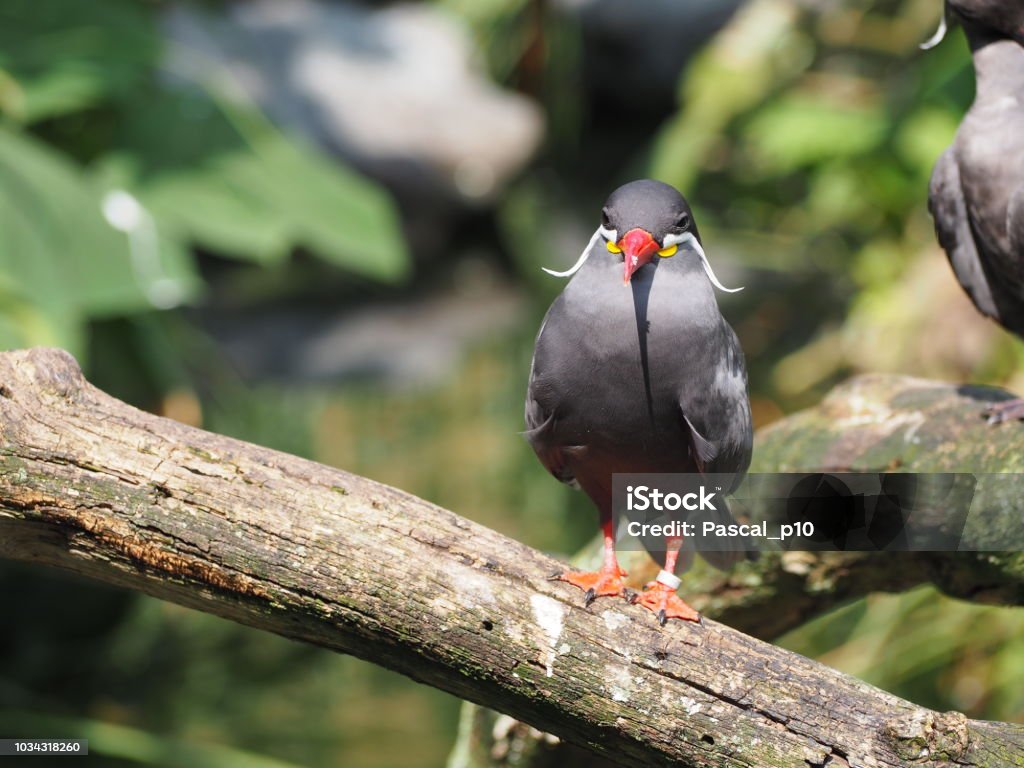 Inca tern (scientific name: Larosterna inca) Villars-les-Dombes, France – August 31, 2018: photography showing an inca tern (scientific name: Larosterna inca). The photography was taken from the village of Villars-les-Dombes, France. Villars-les-Dombes Stock Photo