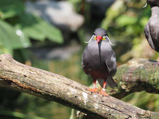 Inca tern (scientific name: Larosterna inca) stock photo