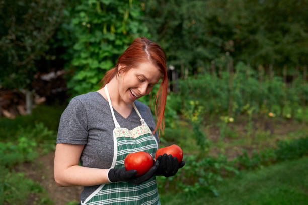 farm worker holding tomatoes