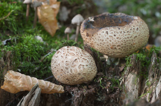 istock Common earthball mushroom 1034322212