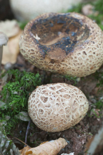 istock Common earthball mushroom 1034322216