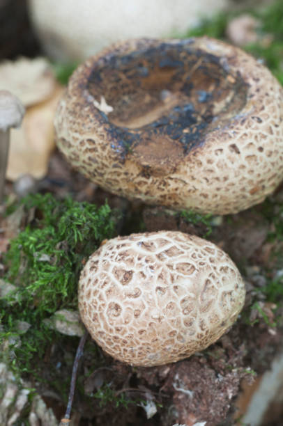istock Common earthball mushroom 1034322260