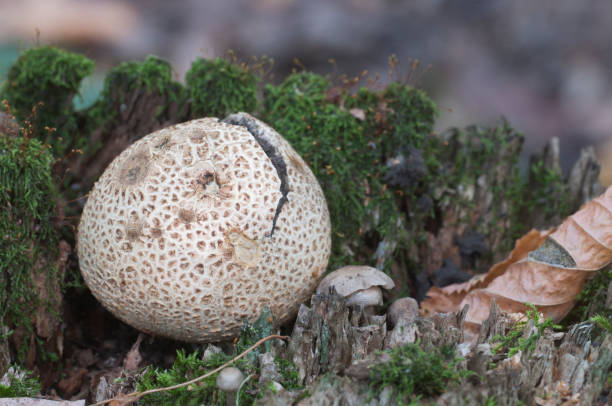 istock Common earthball mushroom 1034322394