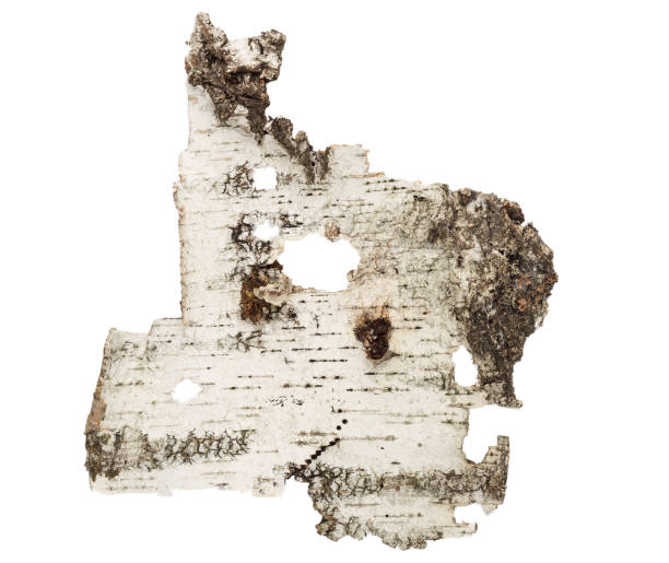 istock Texture birch bark dry is isolated on a white background 1034322540