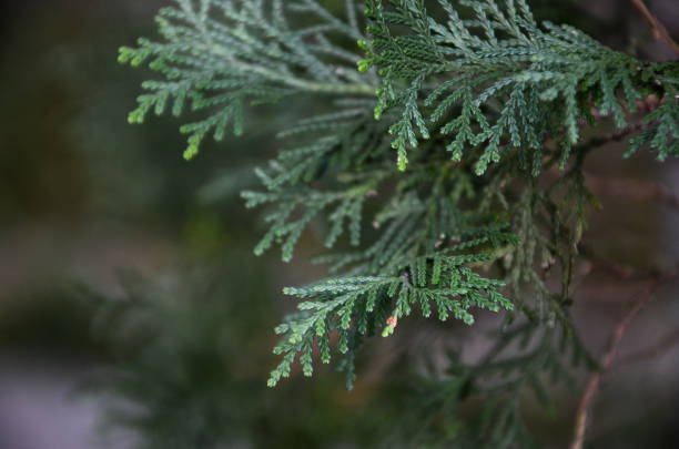 istock Chamaecyparis obtusa inthe park. 1034323072