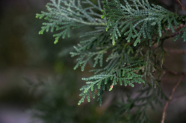 istock Chamaecyparis obtusa inthe park. 1034323098
