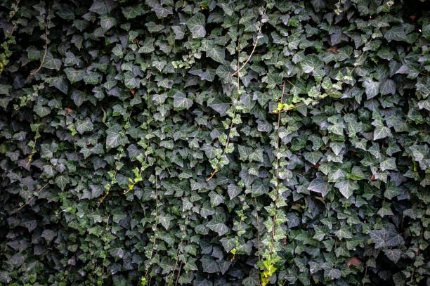istock Wall of green ivy. Hedera helix. 1034323254