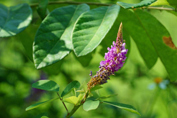 istock Small wild flower blooming in the autumn morning 1034323596
