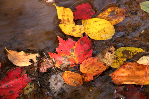 istock Autumn Leaves in the Stream 1034326482