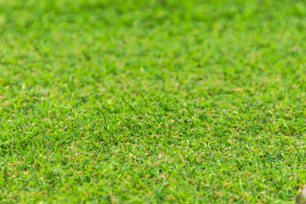 istock Green grass field with blur park background,spring and summer concept. 1034326762