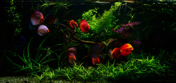 istock tropical fishes underwater 1034329620