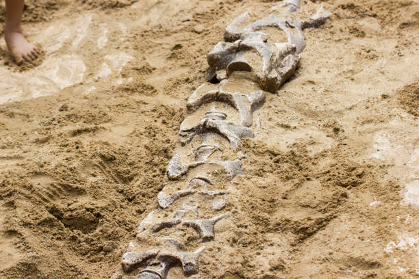 istock replica dinosaur fossil on the sand ground 1034329648