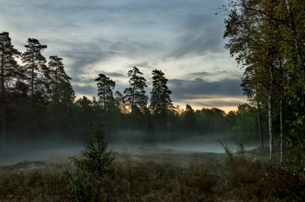 istock Misty morning at Nackareservatet, Sweden 1034330570