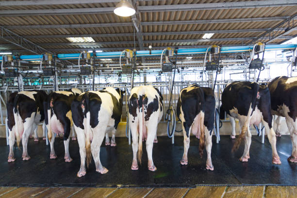 istock Cow milking facility, Milking cow with milking machine modern. 1034333668