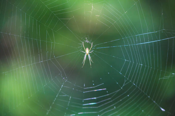 istock Colorful spider on a web in the Himalayas 1034337158