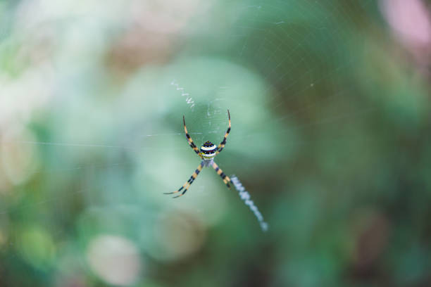 Colorful spider on a web in the Himalayas
