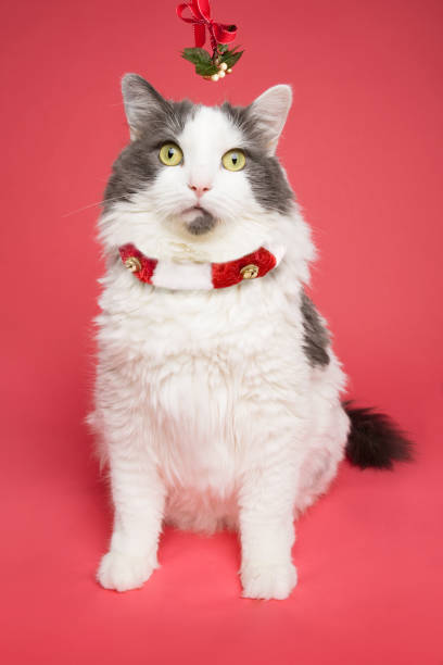 istock Cat With Funny Waiting For Kiss Under Mistletoe 1034337778