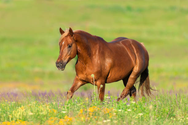 istock Red horse with long mane 1034338560