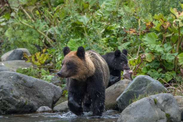istock Shiretoko is a wildlife paradise 1034338656