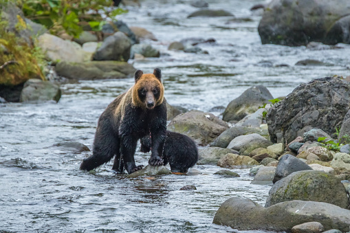 Shiretoko National Park, located on the Shiretoko Peninsula in eastern Hokkaido juts out into the Sea of Okhotsk.\n It is said to be the last unexplored region of Japan, and consists of steep mountain peaks covered with virgin forests.\n The peninsula is home to a variety of wildlife, including brown bears, deer and foxes.