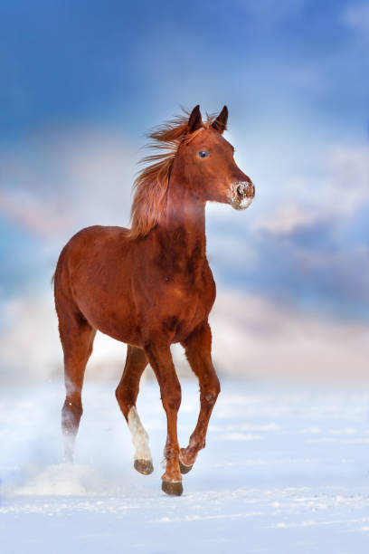 istock Red horse in snow 1034338772