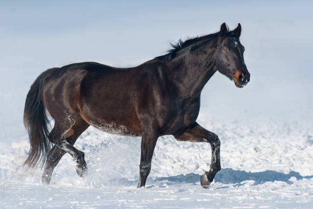 istock Horse run fast in snow 1034338920