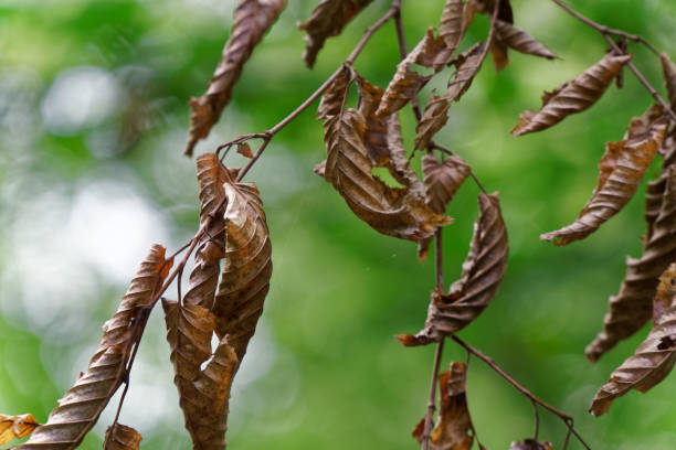 istock Damage of tree leaf with by pest caterpillar. 1034341108