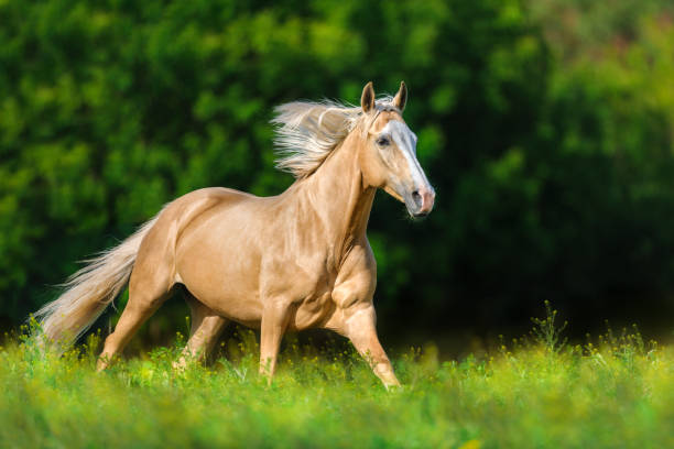 istock Beautiful palomino horse 1034341112