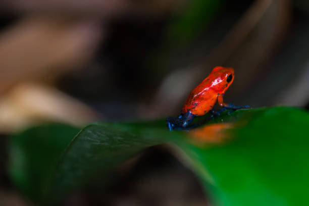 istock Frogs in the highlands 1034341424
