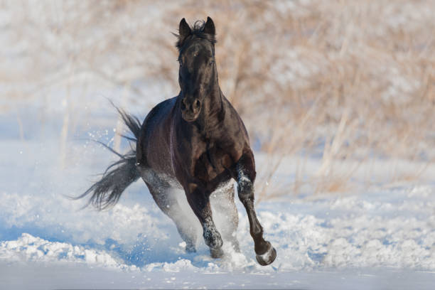 istock Horse run fast in snow 1034341468