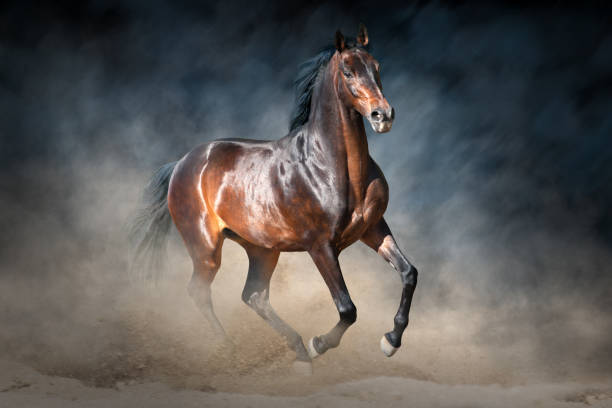 istock Horse run in desert 1034341606