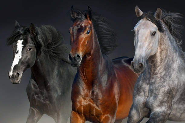 istock Horse herd portrait 1034341912