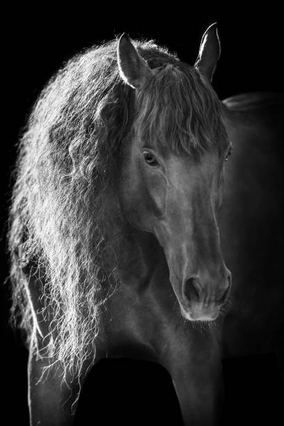 istock Horse portrait isolated 1034341932