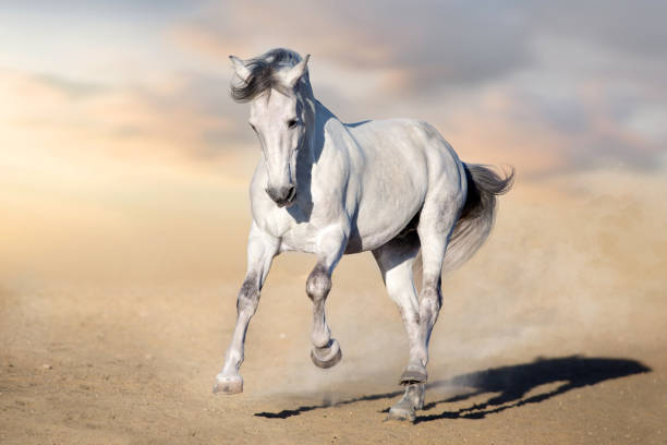 istock White Horse run in desert 1034342028
