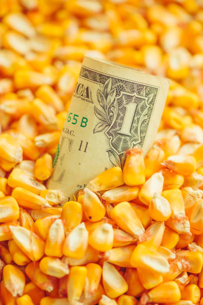 istock One US dollar bill in harvested corn kernels heap 1034342046