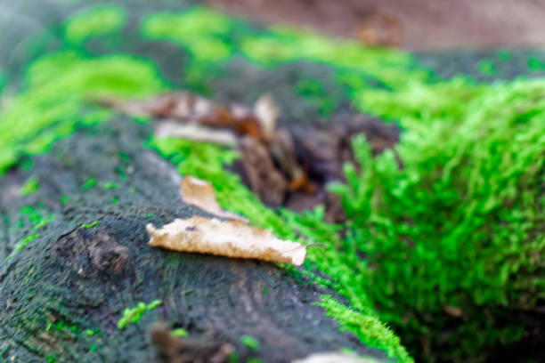 Moss on tree roots, branch and log in a green forest or moss on tree trunk. Tree bark with green moss. Selective focus