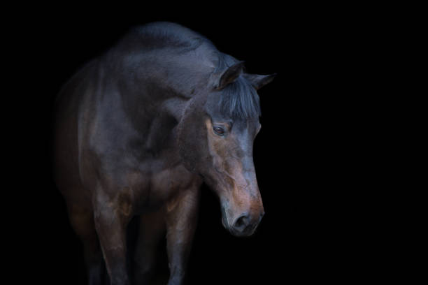 istock Horse portrait isolated 1034342080