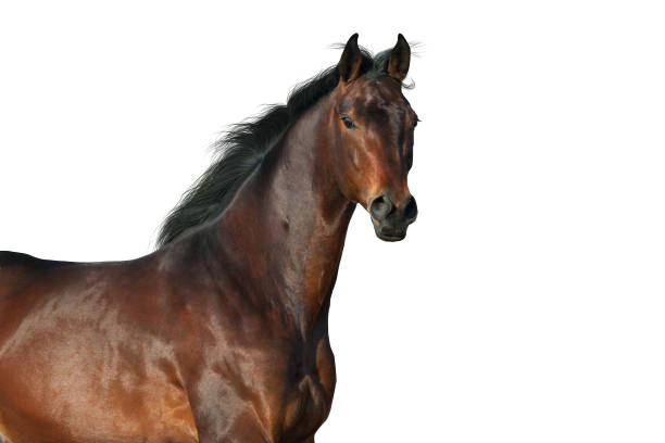 istock Horse portrait isolated 1034342342