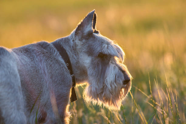 夕暮れ時のシュナウザー犬の肖像画 - giant schnauzer ストックフォトと画像