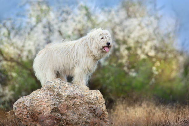 istock Two South russian sheepdog 1034347914