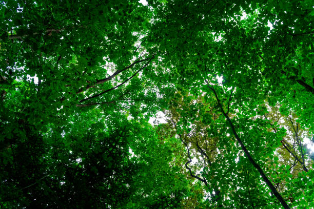 istock Footpath through Green Forest of Beech Trees in autumn. 1034348602