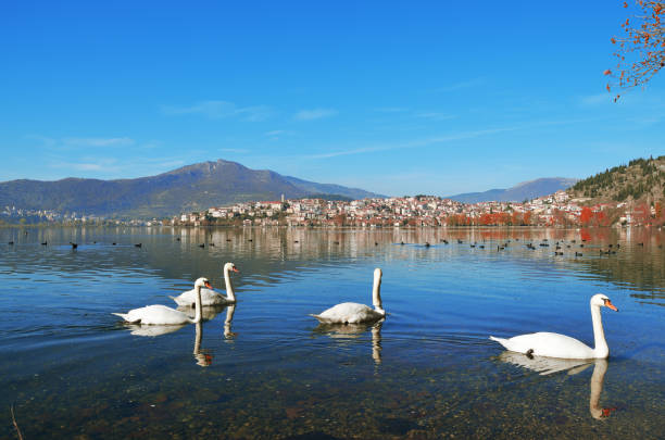 istock Swans swimming in lake 1034348722